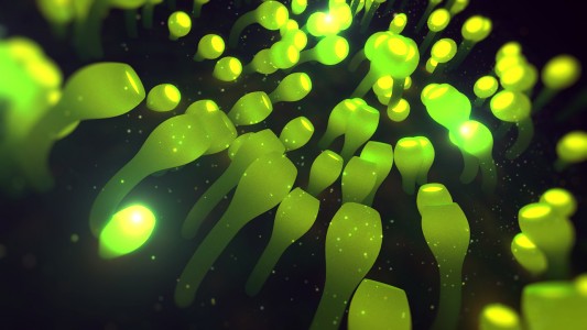 mospline_attractor